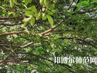 湖南師范大學2023年報名條件、招生要求、招生對象